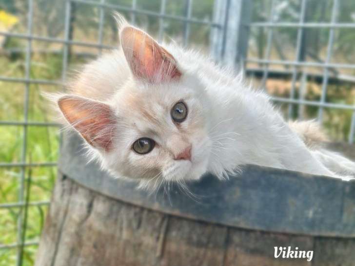 À vendre, un chaton mâle Maine Coon LOOF