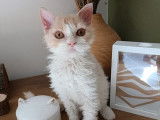 Un chaton m&acirc;le Selkirk Rex LOOF &agrave; r&eacute;server