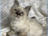 2 chatons mâles Sacrés de Birmanie LOOF à vendre