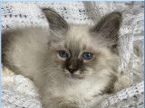 2 chatons mâles Sacrés de Birmanie LOOF à vendre