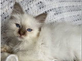 2 chatons mâles Sacrés de Birmanie LOOF à vendre