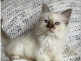 2 chatons mâles Sacrés de Birmanie LOOF à vendre