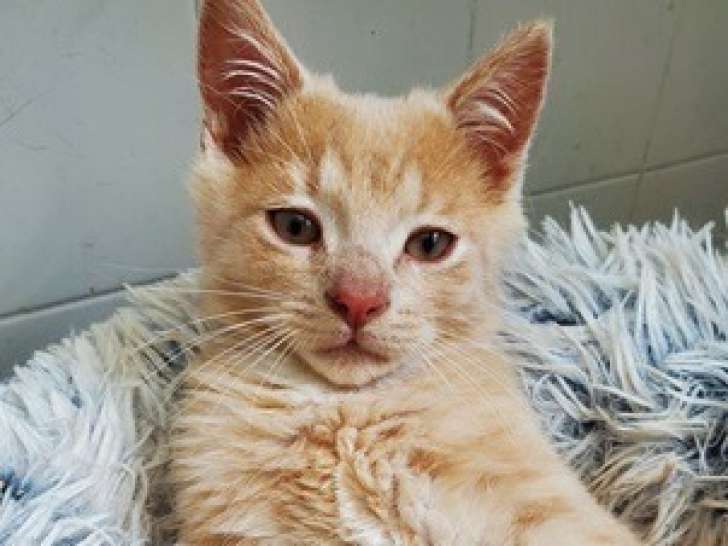À adopter : chaton mâle de 3 mois