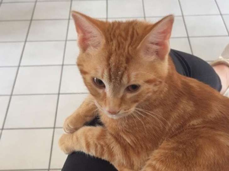 Disponible à l'adoption : chaton mâle tigré roux