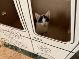 Prêt pour l'adoption : chaton mâle noir et blanc