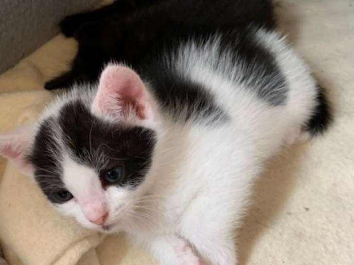 Prêt pour l'adoption : chaton mâle noir et blanc
