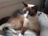 À accueillir : chatte Siamois d'un an