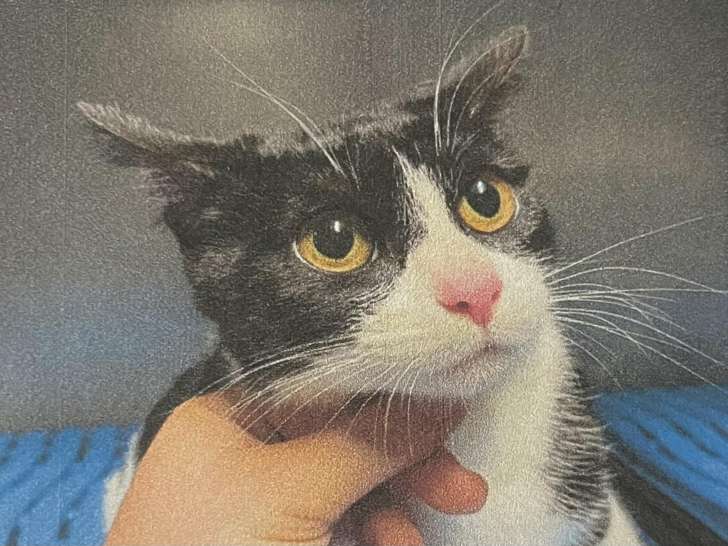 À la recherche d’un foyer, chatte d'un an
