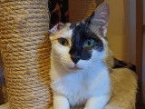 Chatte tricolore prête pour l'adoption