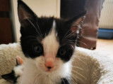 Adoption disponible : chaton femelle de 3 mois