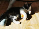 Adoption disponible : chaton femelle de 3 mois