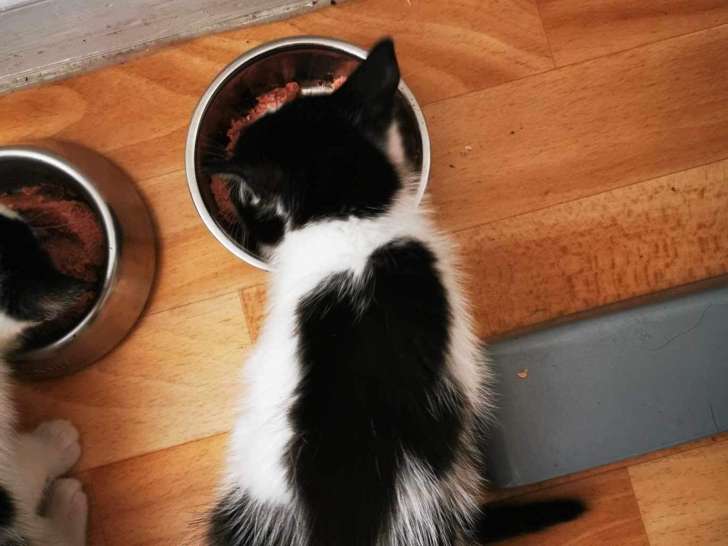 Prêt pour l’adoption, chaton mâle de 3 mois
