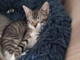 Disponible à l'adoption, chaton femelle de 2 mois