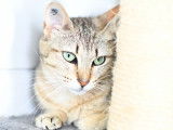 À adopter, chatonne de 6 mois
