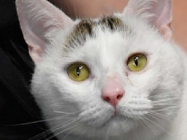 Chat tigré blanc prêt pour l'adoption
