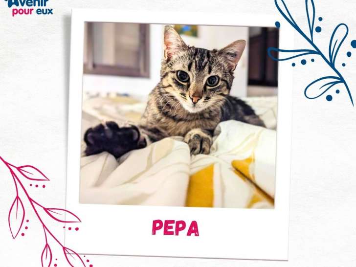 À adopter : chaton femelle tigré