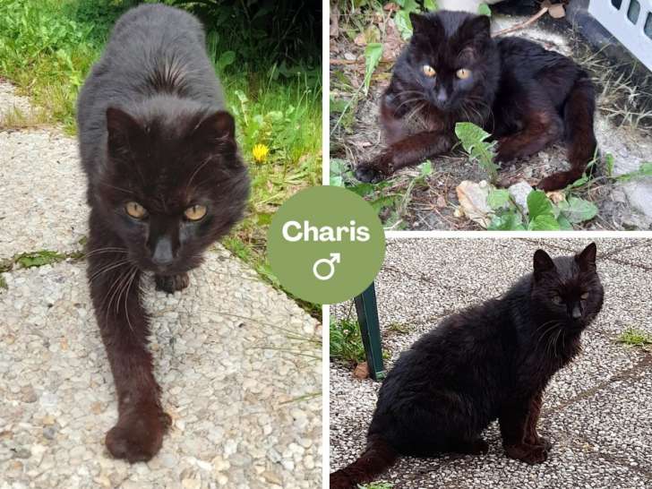 Disponible à l'adoption : chat mâle noir