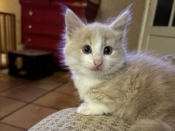 En attente d'adoption : chaton mâle roux et blanc