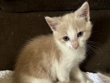 À la recherche d'un foyer : chaton mâle de 2 mois
