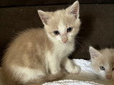 À la recherche d'un foyer : chaton mâle de 2 mois