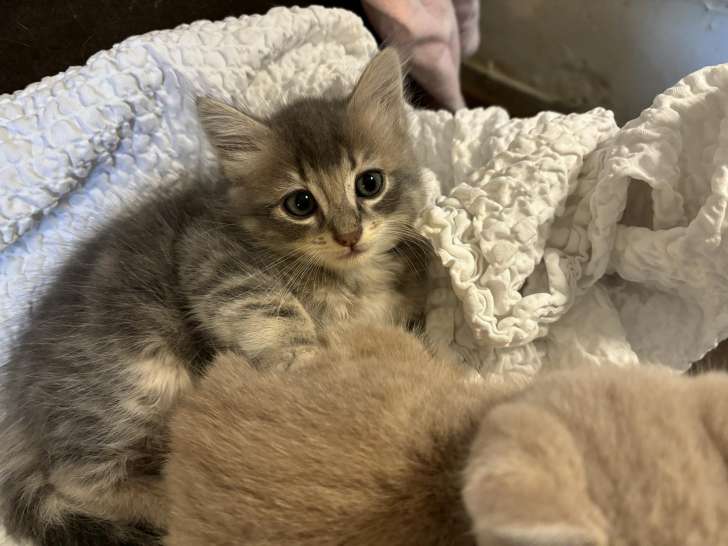 Chatonne tigrée à adopter