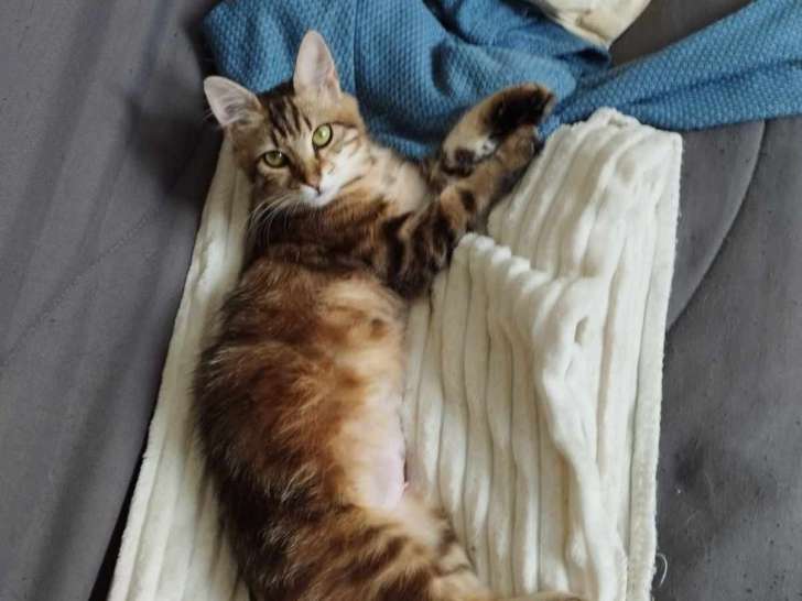 Chat tricolore disponible à l'adoption