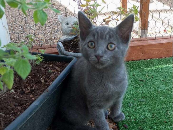 Chaton mâle gris en attente d’adoption