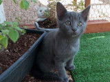 Chaton mâle gris en attente d’adoption