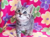 Chaton femelle à la recherche d'une famille
