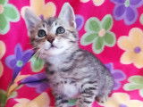 Chaton femelle à la recherche d'une famille