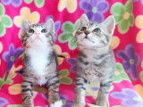 Chaton femelle à la recherche d'une famille