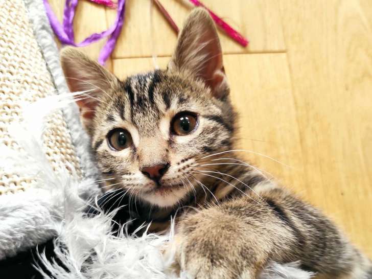 En attente d'adoption, chaton mâle âgé de 3 mois