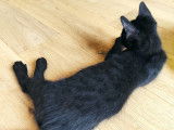 À la recherche d'une famille, chaton mâle noir