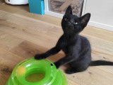 À la recherche d'une famille, chaton mâle noir