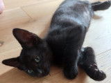 À la recherche d'une famille, chaton mâle noir