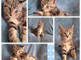 Chaton mâle en attente d'adoption