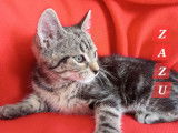 Chaton mâle en attente d'adoption