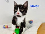En attente d'adoption : chaton mâle de 3 mois