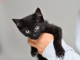 À la recherche d'une famille : chaton mâle noir