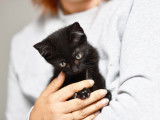 À la recherche d'une famille : chaton mâle noir