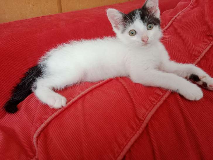À adopter : chaton mâle de 2 mois