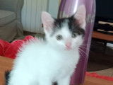 À adopter : chaton mâle de 2 mois
