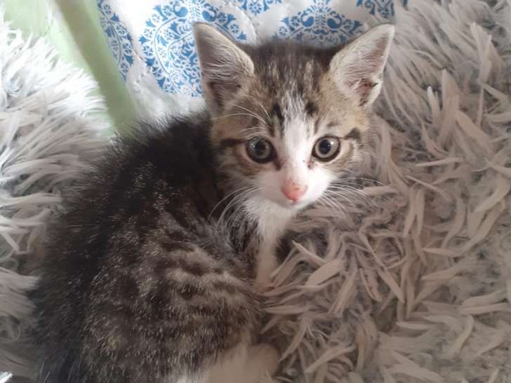 Chaton mâle de 2 mois à la recherche d'une famille