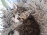 Chaton mâle de 2 mois à la recherche d'une famille