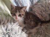 Chaton mâle de 2 mois à la recherche d'une famille