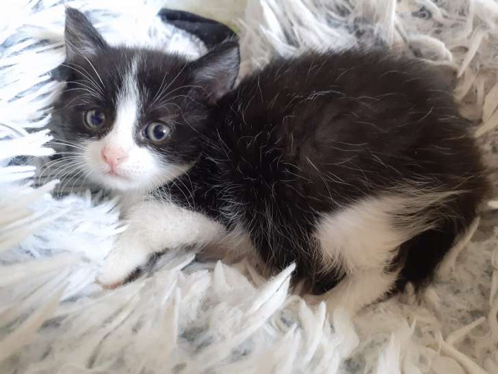 Disponible à l'adoption, chatonne de 2 mois