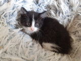 Disponible à l'adoption, chatonne de 2 mois