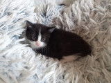Disponible à l'adoption, chatonne de 2 mois