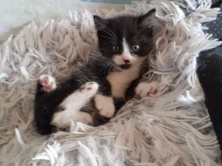 Chaton mâle de 3 mois à adopter