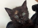 À adopter : chatonne noire et feu